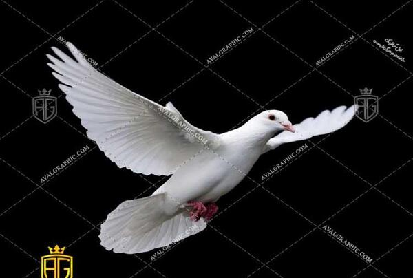 عکس کبوتر سفید قهوه ای