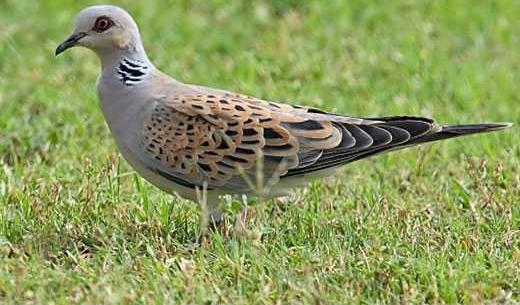 عکس کبوتر سفید قهوه ای