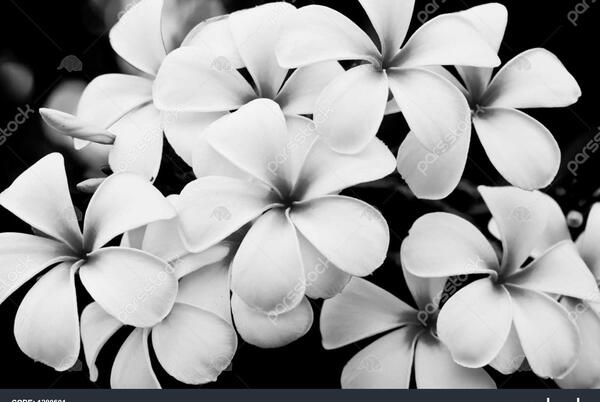 عکس گل های سفید رنگ