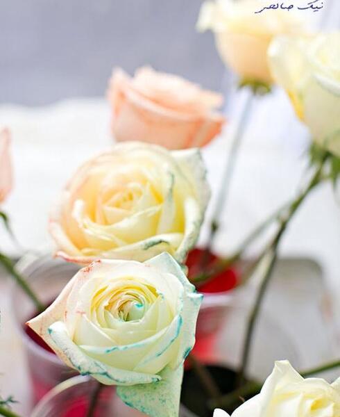 عکس گل های سفید رنگ