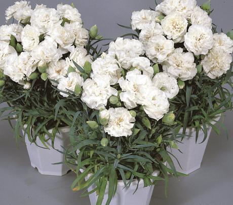 عکس گل های سفید رنگ