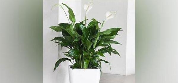 عکس گل های سفید رنگ