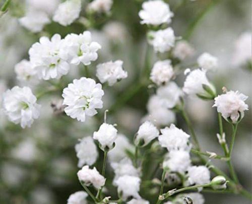 عکس گل های سفید رنگ