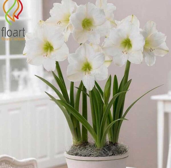عکس گل های سفید رنگ