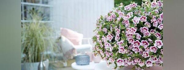عکس گل های سفید رنگ