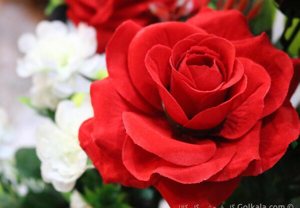 عکس گل گل های سفید