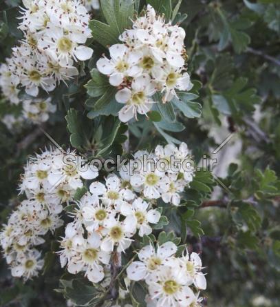 عکس گل گل های سفید