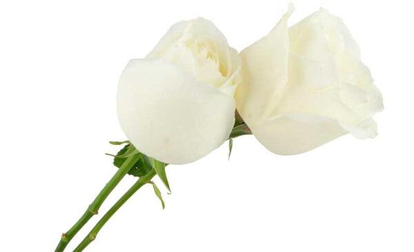 عکس گل گل های سفید