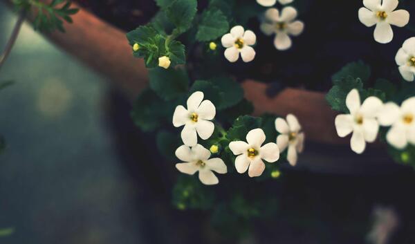 عکس گل گل های سفید
