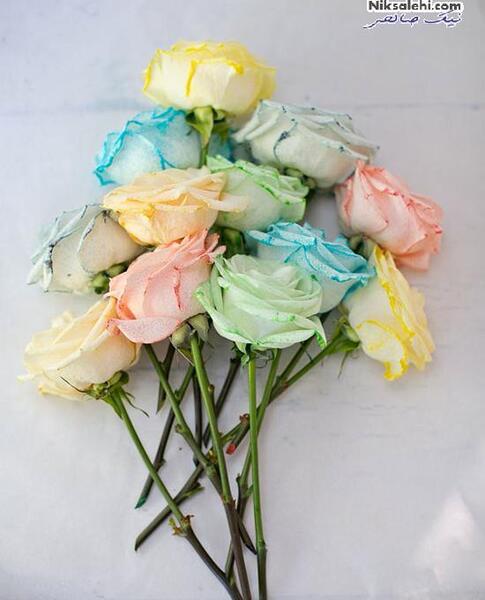 عکس گل گل های سفید