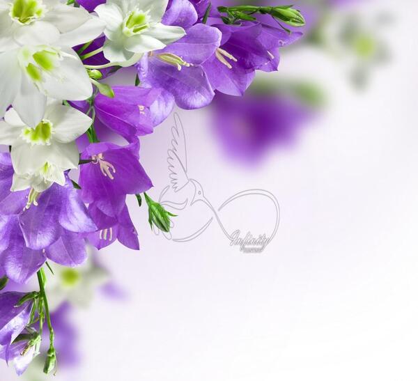 عکس گل گل های سفید