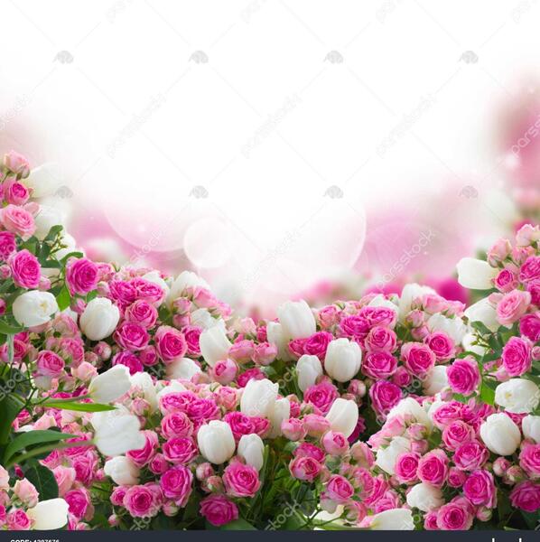 عکس گل گل های سفید
