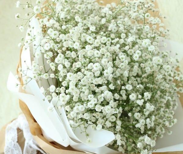 عکس گل گل های سفید