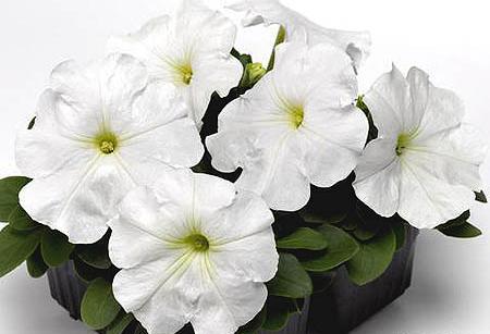 عکس گل گل های سفید