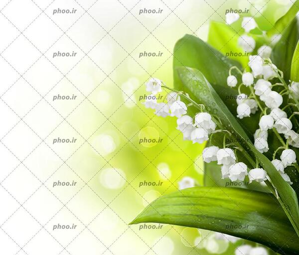 عکس گل گل های سفید