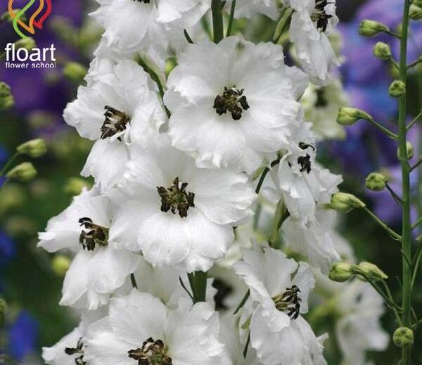 عکس گل گل های سفید