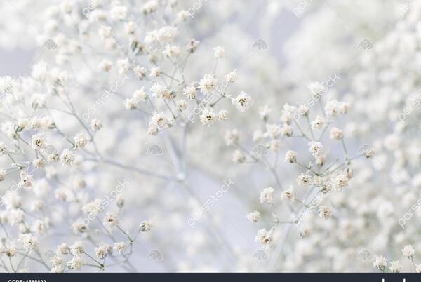 عکس گل گل های سفید