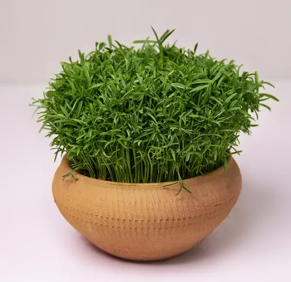 عکس سفره هفت سین سبزه