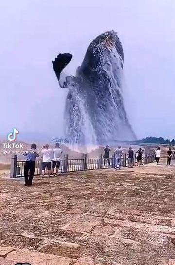 عکس نهنگ سفید بزرگ