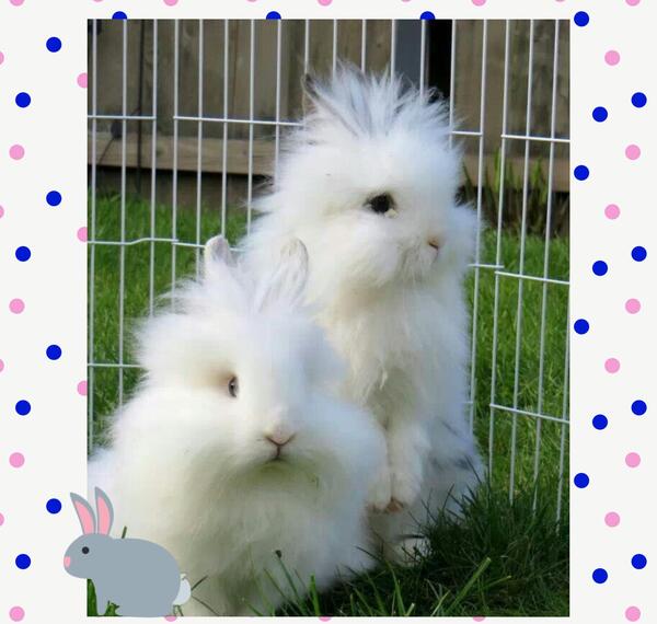 عکس خرگوش سفید و مشکی