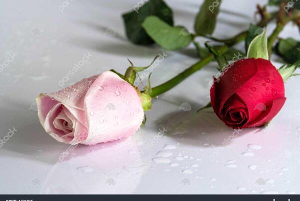 عکس گل سفید و قرمز
