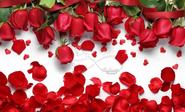 عکس گل سفید و قرمز