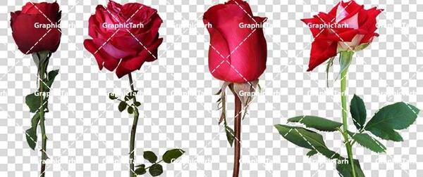 عکس گل سفید و قرمز