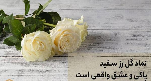 عکس گل سفید و قرمز