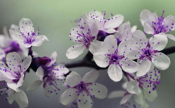 عکس سفید بنفش