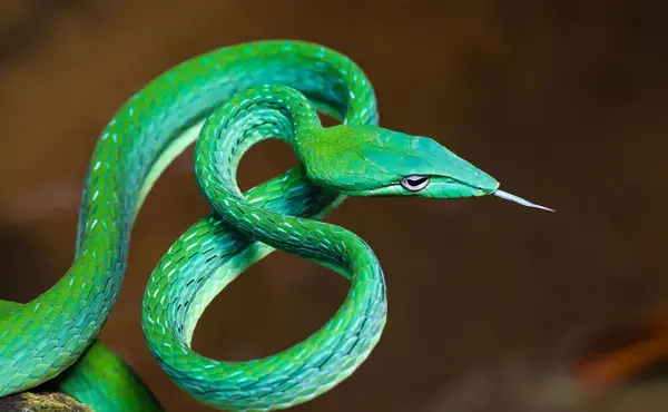 عکس مار سفید و مار سبز