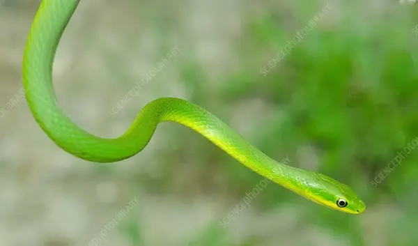 عکس مار سفید و مار سبز