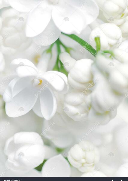 عکس های گل های سفید