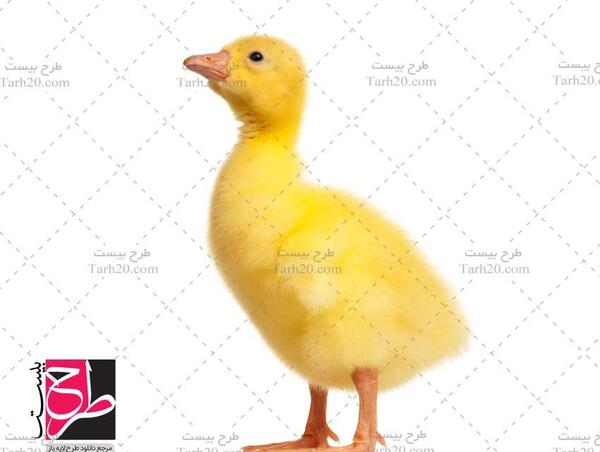 عکس جوجه غاز سفید