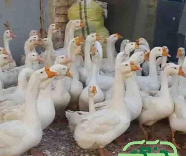 عکس جوجه غاز سفید