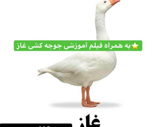 عکس جوجه غاز سفید