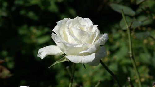 عکس گل رز سفید طبیعی