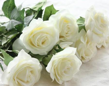 عکس گل رز سفید طبیعی