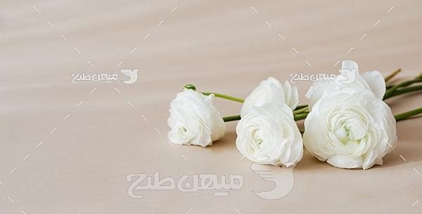 عکس گل رز سفید طبیعی