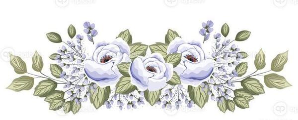 عکس گل رز سفید طبیعی