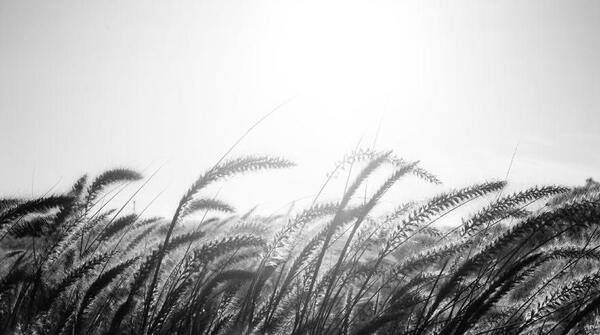 عکس های سیاه سفید طبیعت