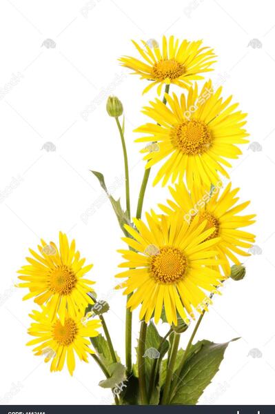 عکس گل سفید و زرد