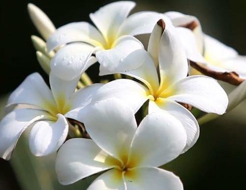 عکس گل سفید و زرد