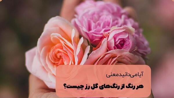 عکس رز سفید زیبا