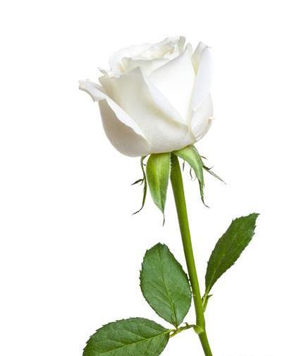 عکس رز سفید زیبا
