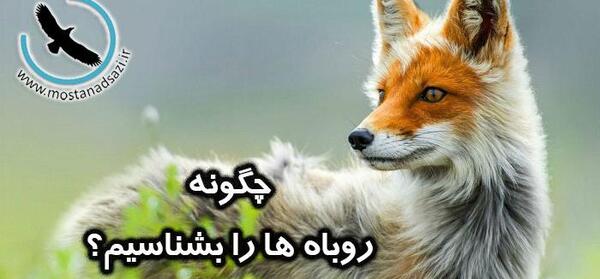 عکس روباه دم سفید