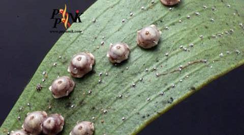 عکس حشره ریز سفید رنگ