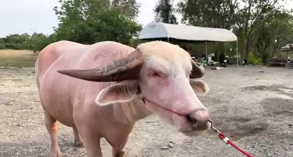 عکس حیوان بوفالو سفید