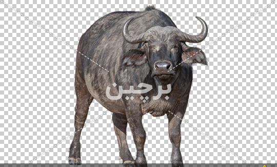 عکس حیوان بوفالو سفید