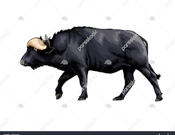 عکس حیوان بوفالو سفید