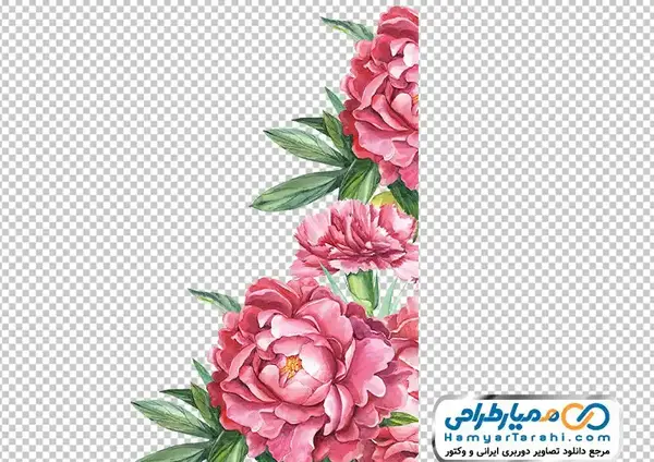 عکس با حاشیه سفید